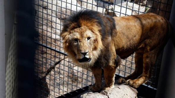 O grădină zoologică va începe să-și vaccineze animalele împotriva COVID-19